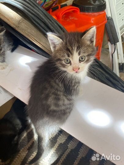 Котята в добрые руки