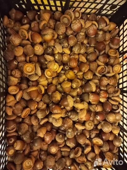 Природный материал для творчества