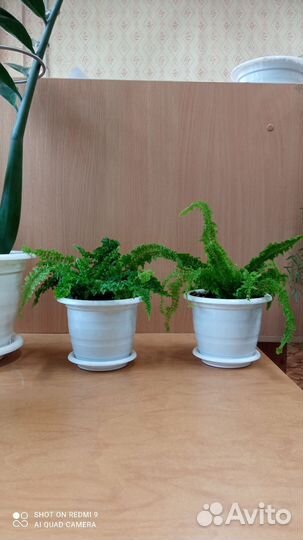 Папоротник Нефролепис кудрявый