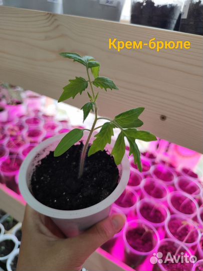 Рассада томатов необычных,зелёных,чёрных целебных