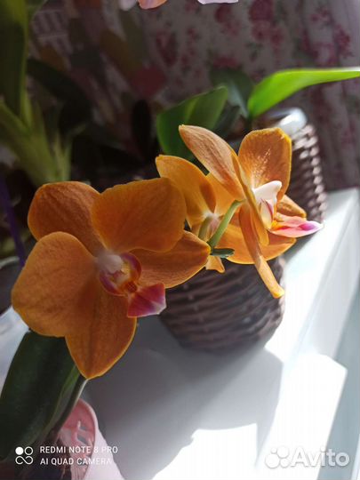 Орхидея фаленопсис, Азия