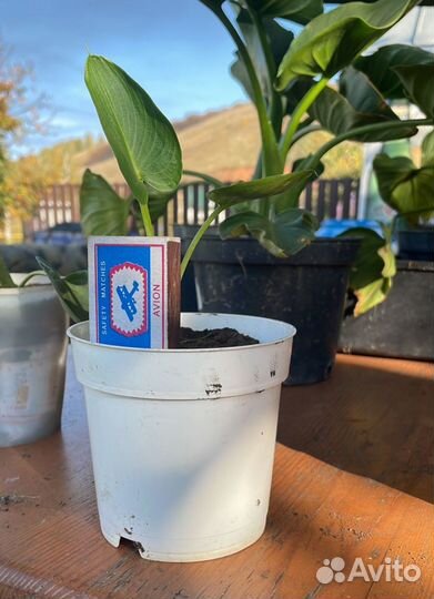 Излишки домашних цветов. Домашние каллы