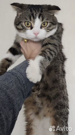 Кот вязка