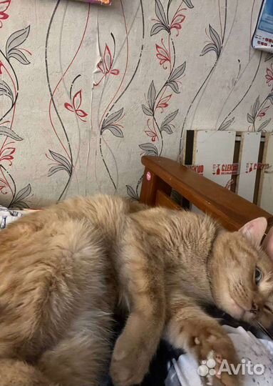 Отдам кота в добрые руки