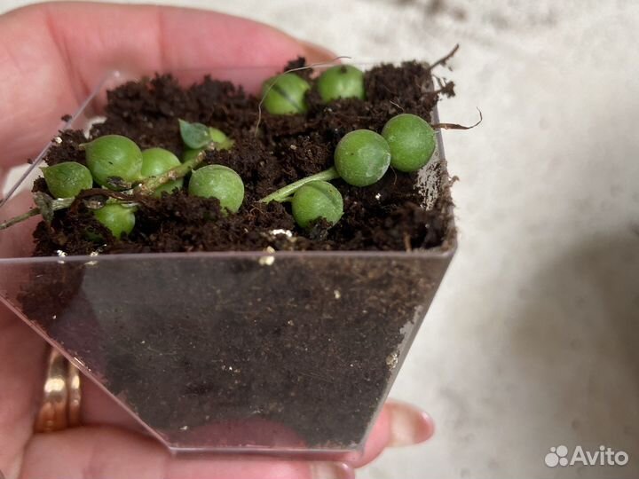 Крестовник роули бусины