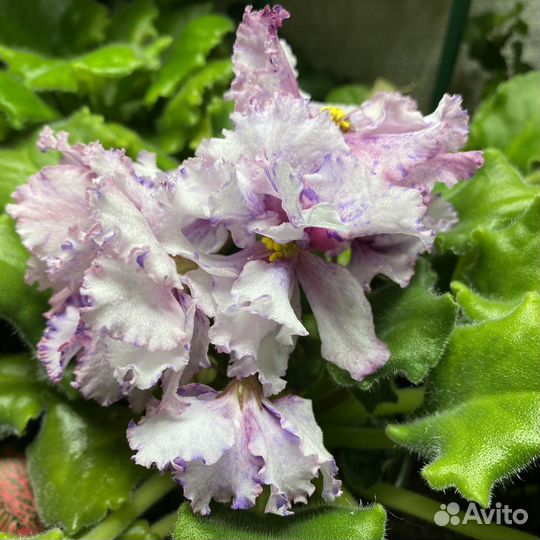 Фиалка (сенполия)