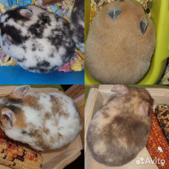 Сирийские, джунгарские хомяки