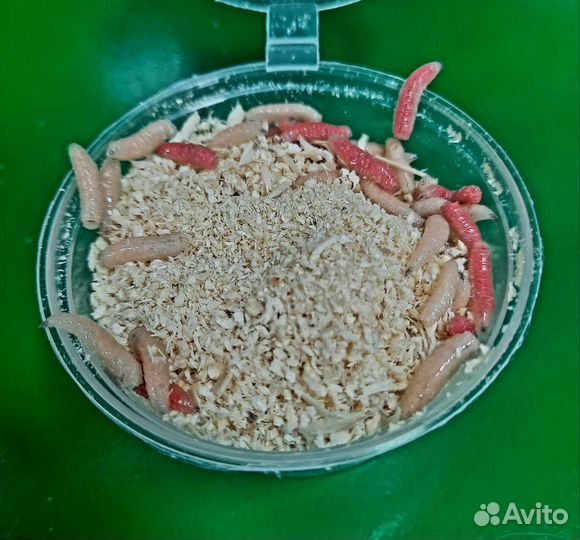 Черви для рыбалки. Железняк(зеленые),Дендробена