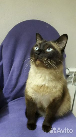 Тайский котик
