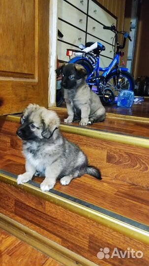 Щенки, собаки