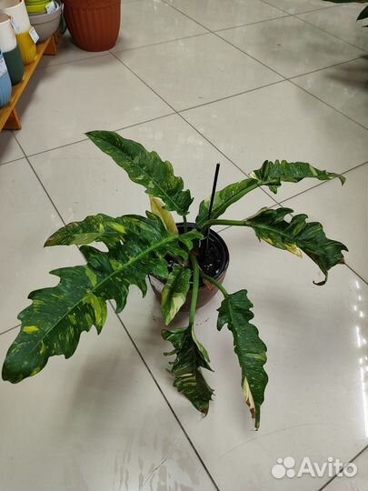 Замиокулькас Равен Зензи, Замифолия, Филодендрон