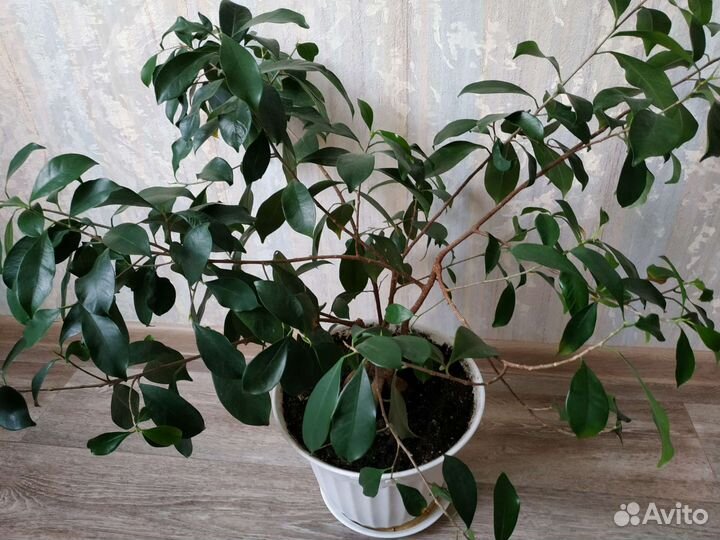 Фикус Микрокарпа