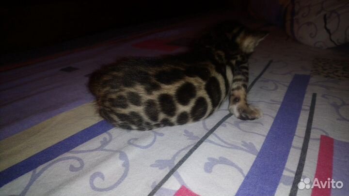 Бенгальская красотка