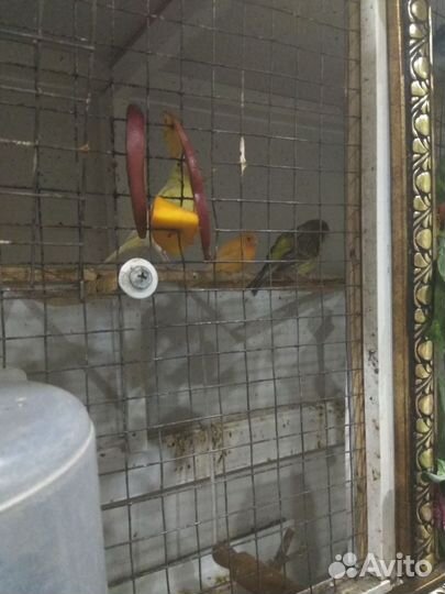 Кенара и канарейки