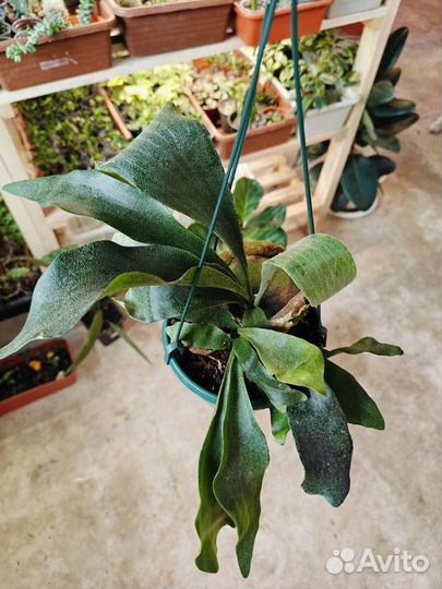 Орхидея башмачок, папоротник и аглаонемы