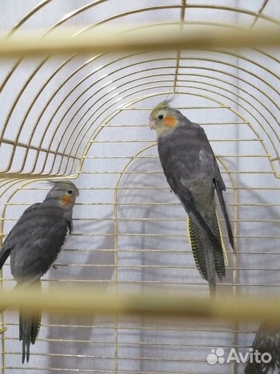 Попугай корелла