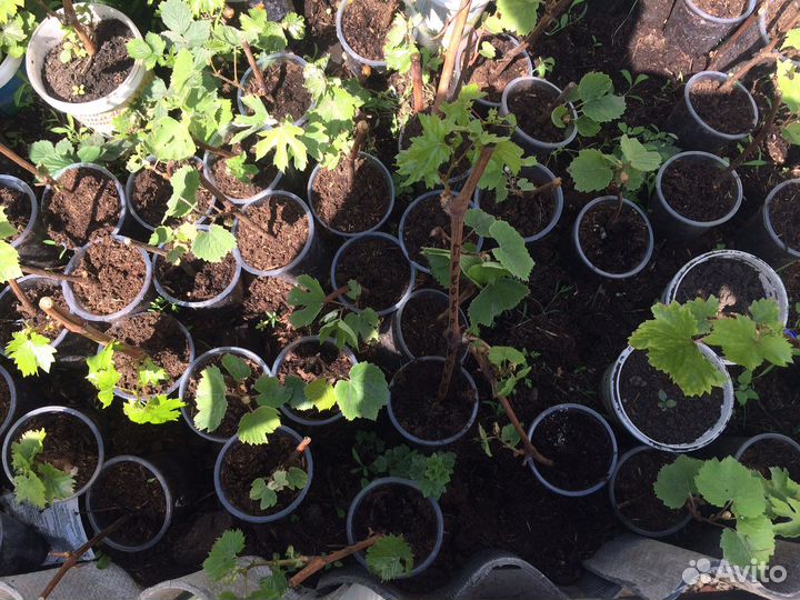 Саженцы винограда