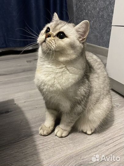 Британская серебристая шиншилла вязка