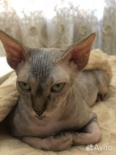 Канадский сфинкс кошка