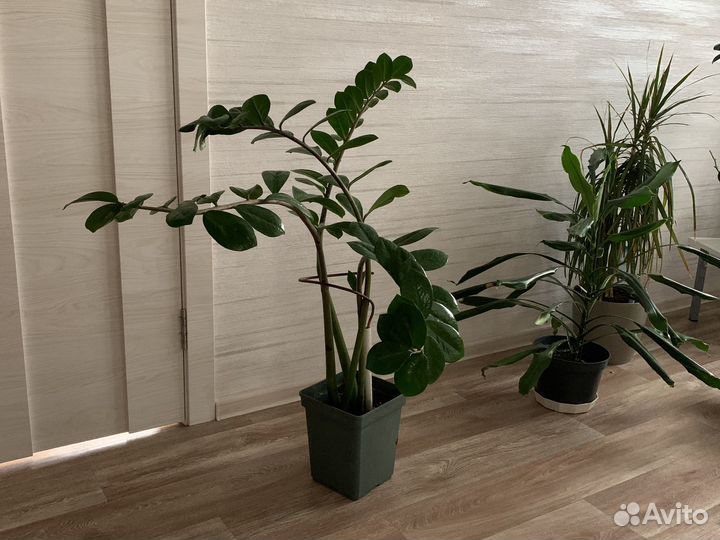 Замиокулькас Панданус