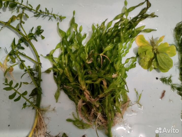 Аквариумные растения