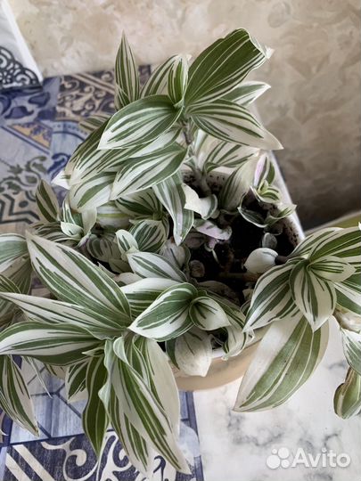 Традесканция