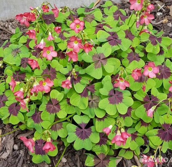 Кислица, оксалис