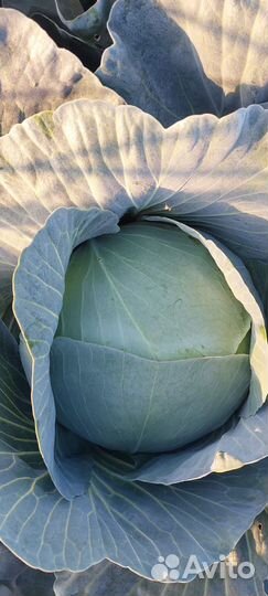 Капуста сорт 