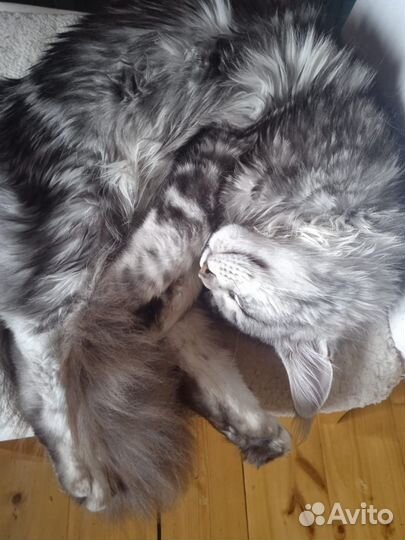 Кошка Мэйн-Кун девочка