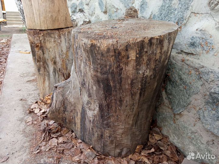 Пеньки, пни, пень, пенек