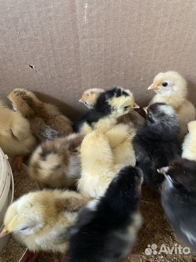 Цыплята подрощенные домашние