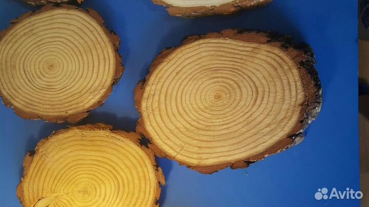 Спилы дерева, кора, ветки,пни