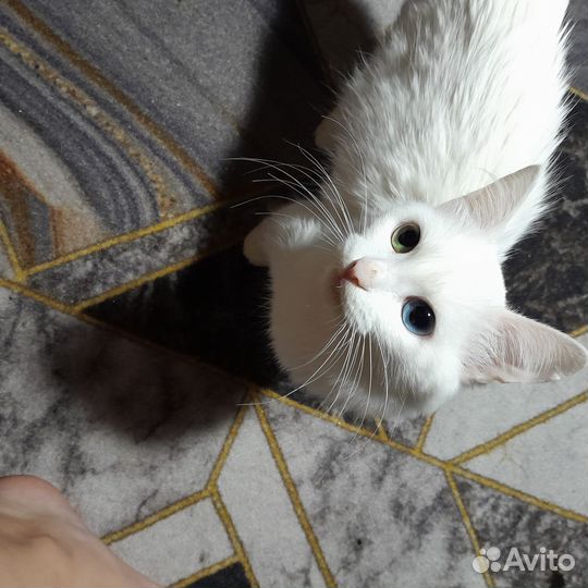 Кошка турецкая ангора
