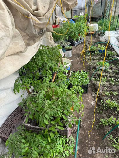 Рассада помидоры баклажаны перец