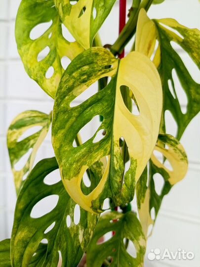 Монстера Адансона Ауреа жёлтый вар