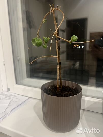 Комнатные цветы фуксия