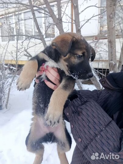 Помеченный крестом умный овчаристого типа щенок