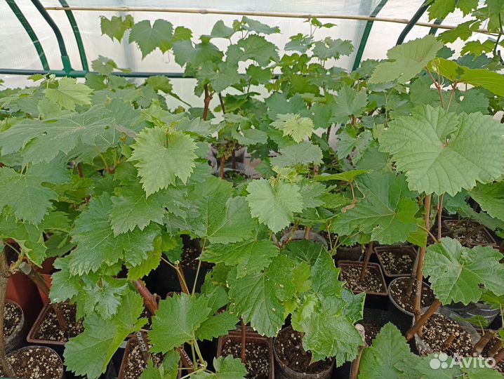 Саженцы винограда