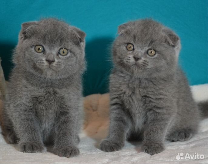 Вислоухие голубые