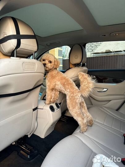 Кабель для вязки Той-пудель