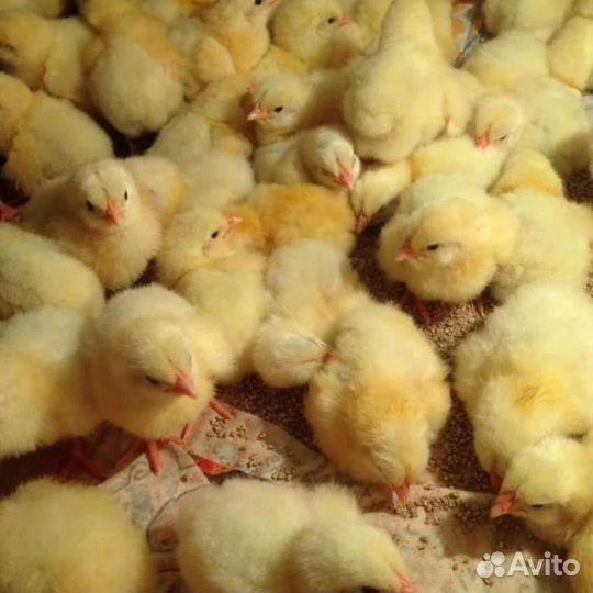 Цыплята бройлеры