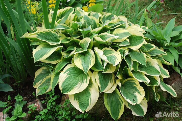 Хоста Фрагрант Дрим с бежевой каймой