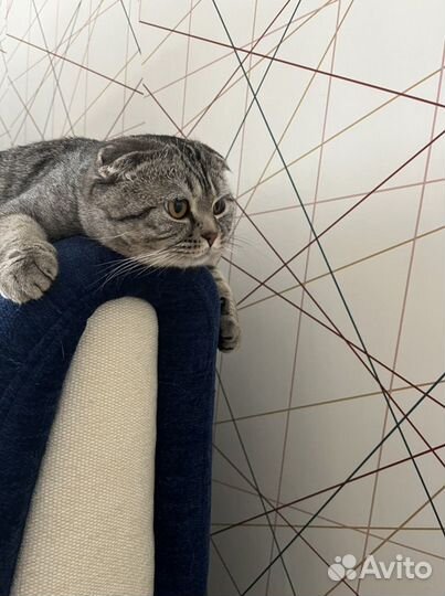 Шотландский вислоухий кот для вязки