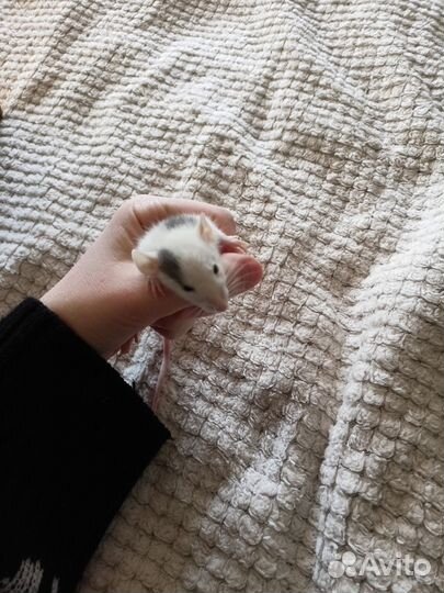 Крысята дамбо