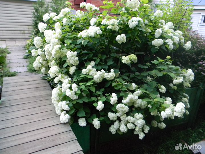 Гортензия древовидная