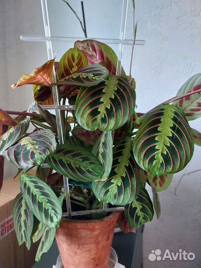 Пахистасис - редкое комнатное растение