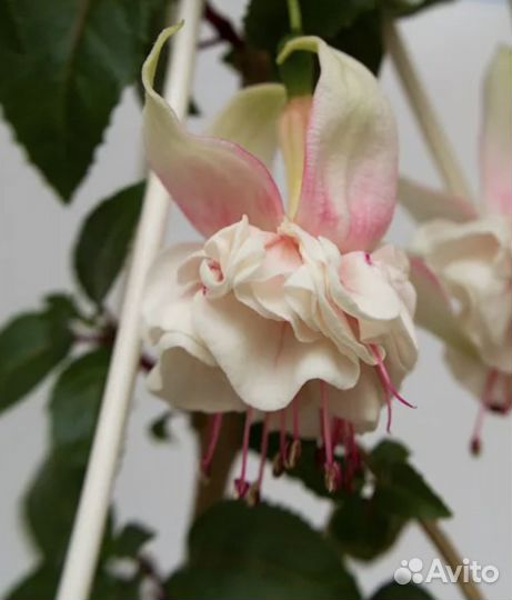 Фуксия часть 1