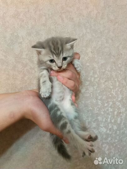 Британские котята