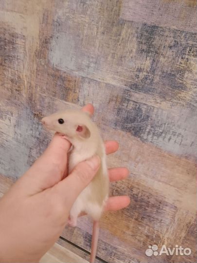 Крысята дамбо девочки