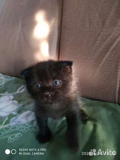 Вислоухие котята